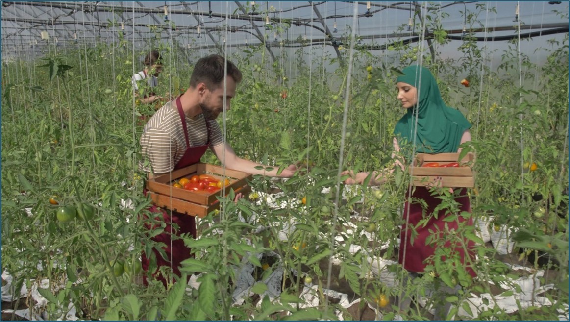 photo of a man and a woman picking tomatoes